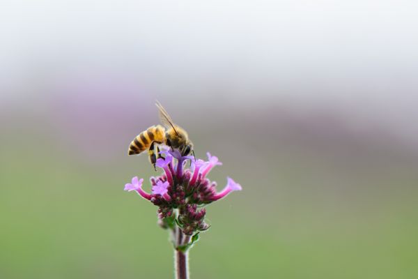 הדברה נגד דבורים בטבע