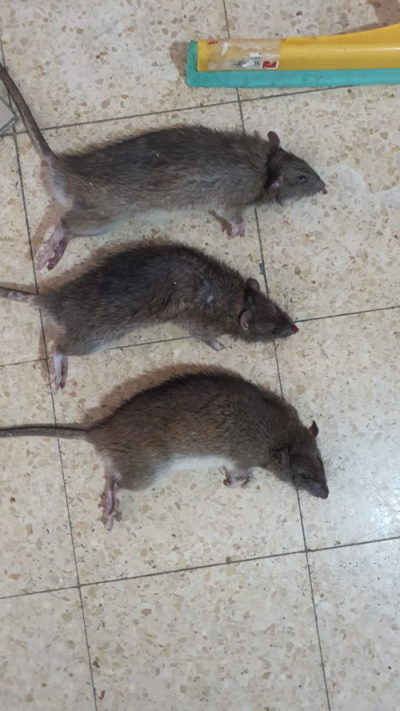 לוכד עכברים תל אביב 24 שעות