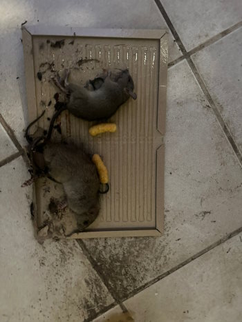 לוכד עכברים בחדרה בפעולה
