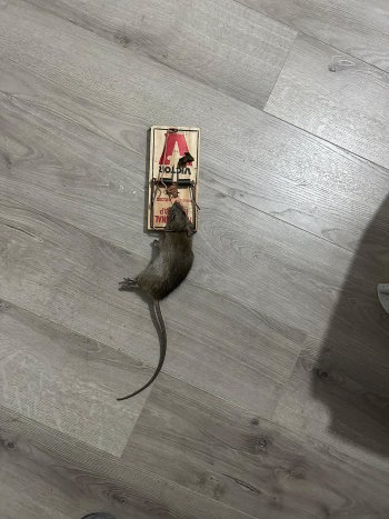 לכידת עכברים בבית עם אחריות