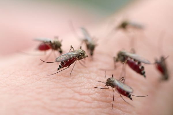 ריסוס נגד יתושים עוקצים
