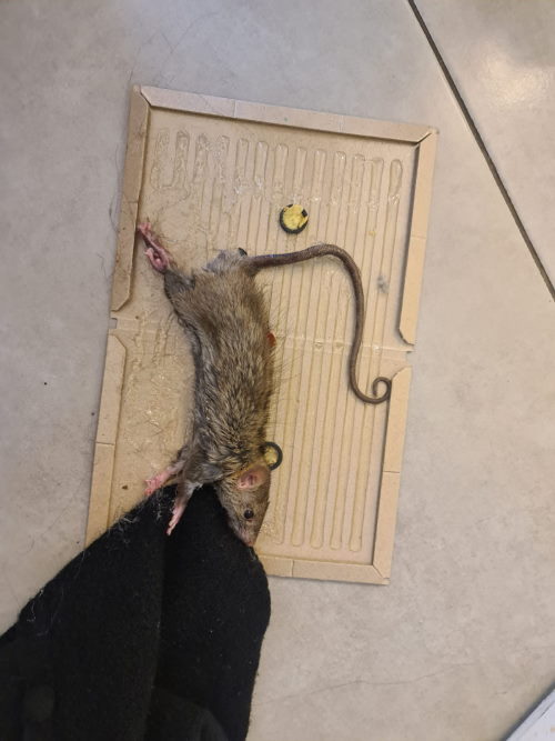 עכבר במלכודת
