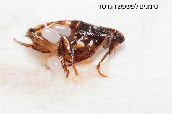 פשפש המיטה סימנים להימצאותו