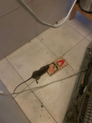 סימנים לחולדה בבית שנתפסה
